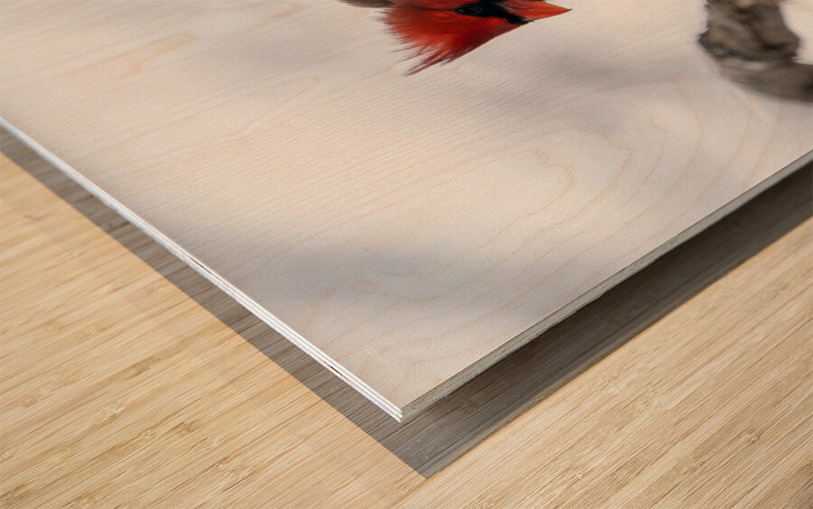 Northern Cardinal Wood print