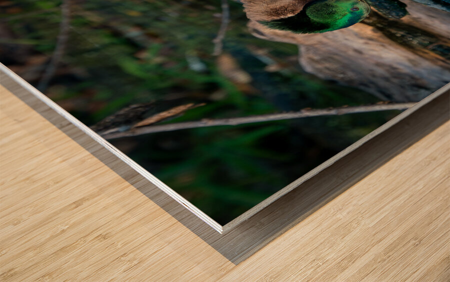 Male Mallard Duck Reflection Wood print