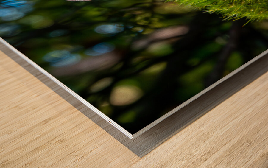 Gomphidius Mushroom Wood print