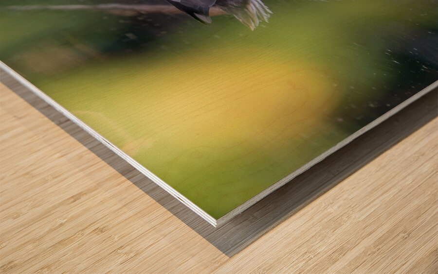 Female Mallard Duck Reflection Wood print