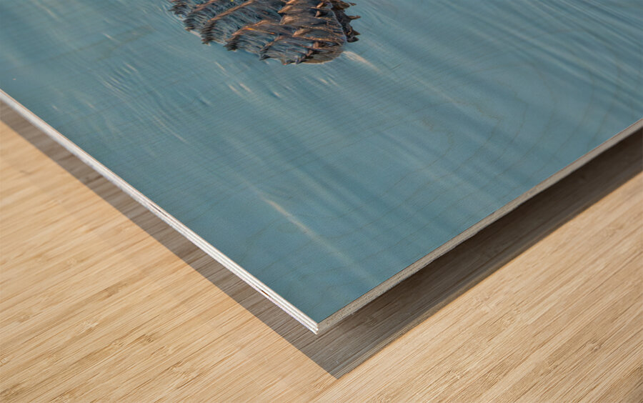 American Alligator Wood print