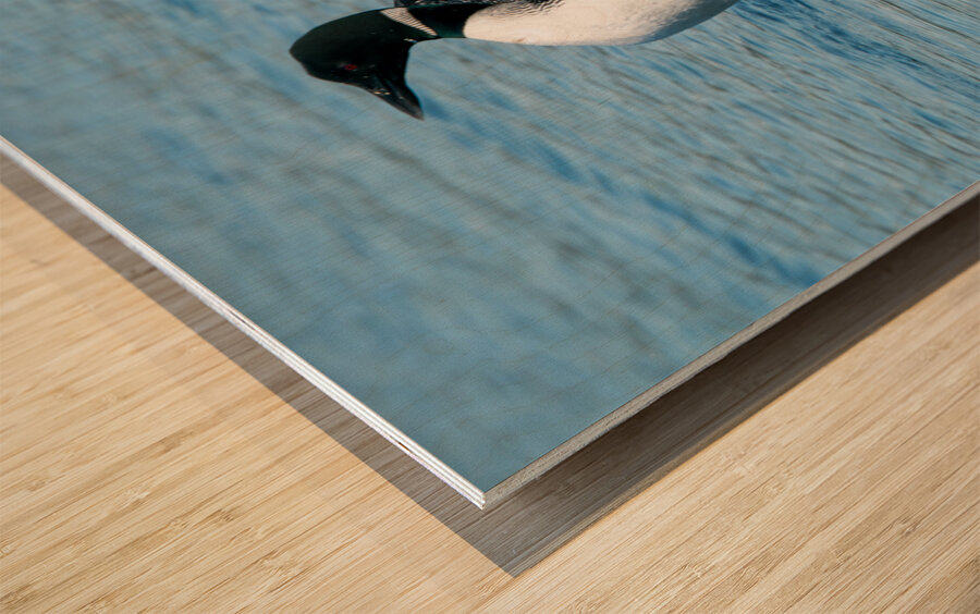 Common Loon Wood print