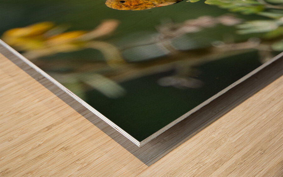 Hawaiian Honeycreeper Wood print