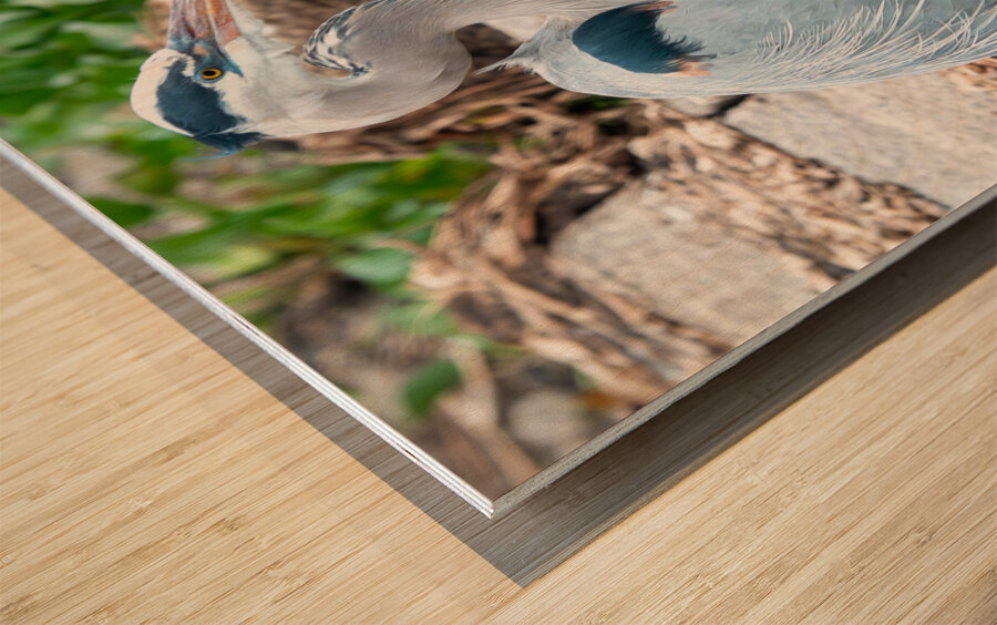 Great Blue Heron Wood print
