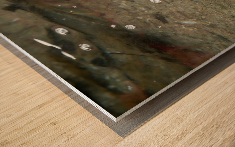 American Bullfrog Taking a Swim Wood print