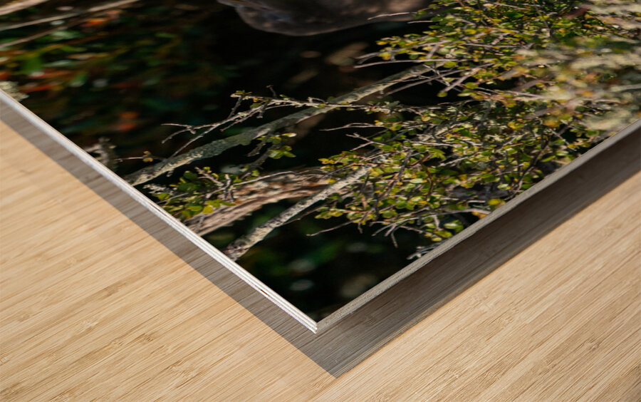 Yellow-eyed Penguin Wood print