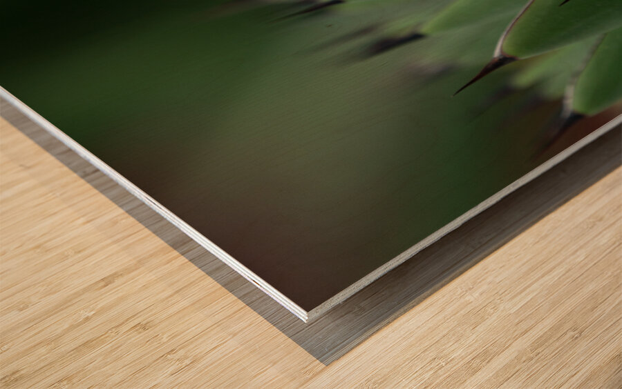 Huachuca Agave Plant Wood print