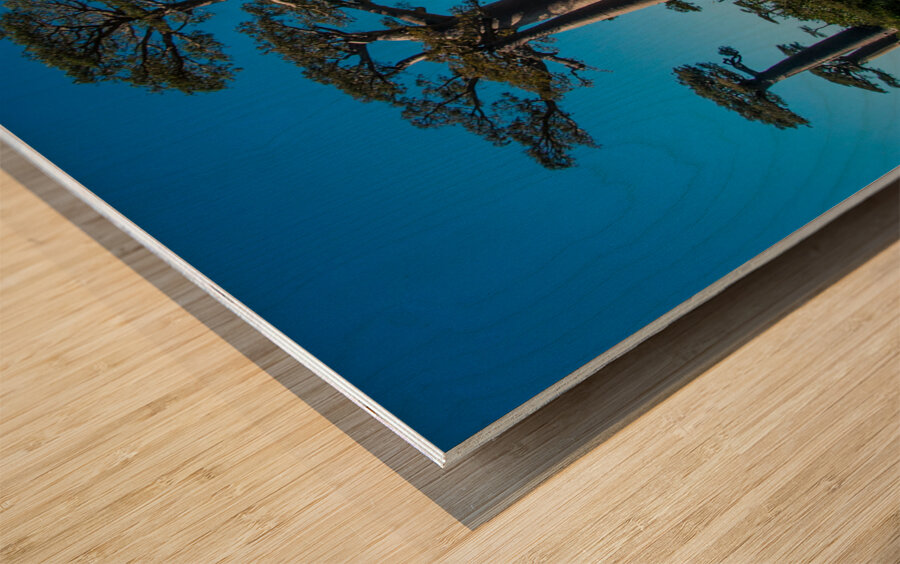 Avenue of the Baobabs Wood print