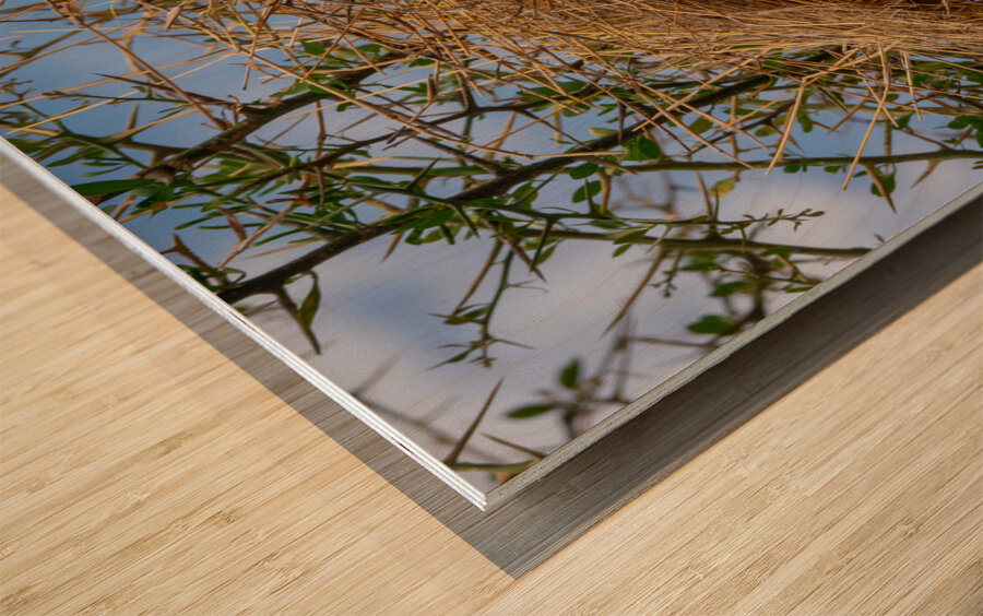 Rufous-tailed Weaver Wood print