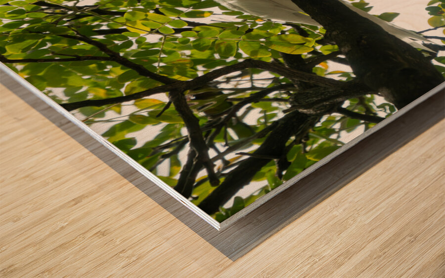 White Terns Wood print