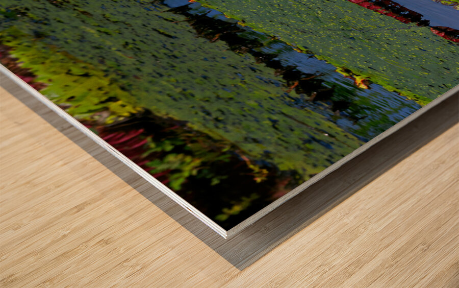 Amazon Water Lilly Wood print