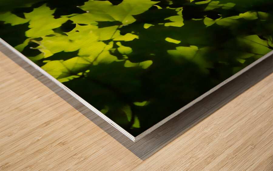 Maple Leaves Wood print