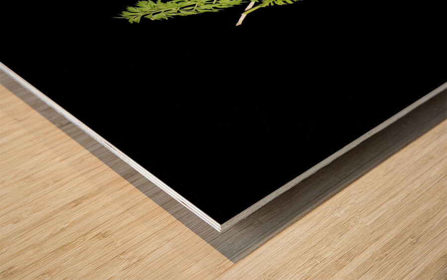 Carrot Love Wood print