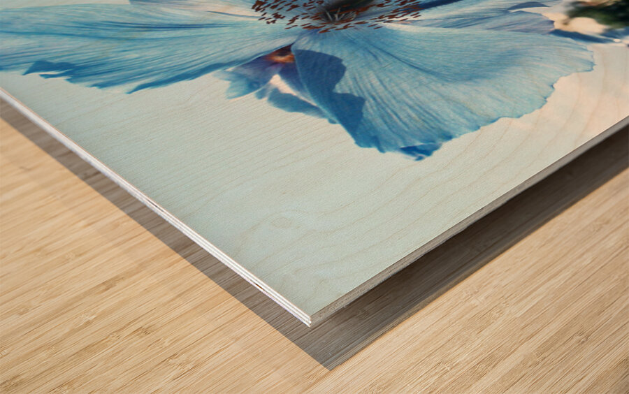 Himalayan Blue Poppy Flowers Wood print