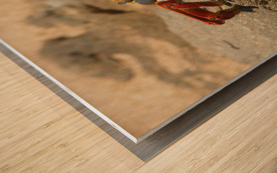 Sally Lightfoot Crab Wood print