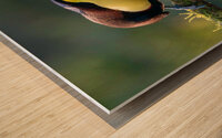 Keel-Billed Toucan Wood print
