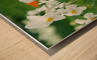 White Daffodil Wood print