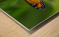Monarch Butterfly Wood print