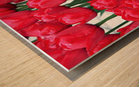 Red Tulips Wood print