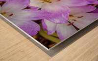 Purple Crocus Flowers Impression sur bois