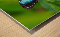 Achilles Blue Morpho Butterfly Impression sur bois